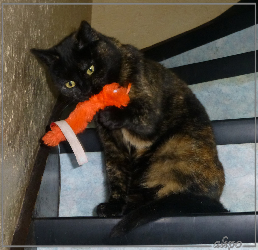 8-2-2013: Izzy met wuppie